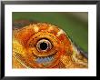 Close-Up Of Bearded Dragon by Larry F. Jernigan Limited Edition Pricing Art Print