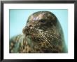 A Whiskery Harbor Seal, Phoca Vitulina by Joel Sartore Limited Edition Print
