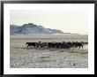 Horse Herd by Dean Conger Limited Edition Print