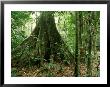 Tropical Forest, Gabon, Central Africa by Patricio Robles Gil Limited Edition Print