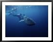Whale Shark, With Swimmers, Atlantic Ocean by Gerard Soury Limited Edition Print