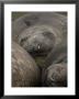 Elephant Seals, Females Sleeping On Beach, Sub-Antarctic, Australia by Tobias Bernhard Limited Edition Print