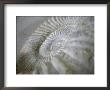 Fossil Shells I by Nicole Katano Limited Edition Print