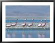 Andean Flamingo In Freshwater Arm Of Huge Salt Pan, Salar De Chalviri, Bolivia by Mark Jones Limited Edition Pricing Art Print