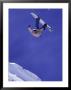 Airborne Snow Boarder by Kurt Olesek Limited Edition Print