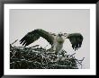 Osprey On Its Nest by W. E. Garrett Limited Edition Print