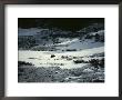 A Grizzly Bear Walks Across A Snowfield by Michael S. Quinton Limited Edition Print