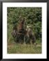 Group Portrait Of Three Kodiak Brown Bears On Kodiak Island, Alaska by George F. Mobley Limited Edition Print