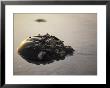 A Horseshoe Crab Encrusted With Barnacles And Jingle Shells by Darlyne A. Murawski Limited Edition Print