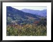 Autumn Colors Of The Stellenbosch Winery, Cape Town, South Africa by Stuart Westmoreland Limited Edition Print