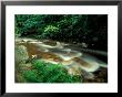 Ferns And Hemlock Trees Along Broad Brook In The Green Mountains, Vermont, Usa by Jerry & Marcy Monkman Limited Edition Print