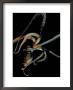 Night Octopus, Hawaii by David B. Fleetham Limited Edition Print