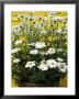 Argyranthemum Frutescens In Pot Yellow Wall by Andrew Lord Limited Edition Print