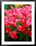 Tulipa, Marietta (Tulip) Close-Up Of Red Flowers by Pernilla Bergdahl Limited Edition Print