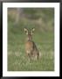 Brown Hare, Adult Alert, Scotland by Mark Hamblin Limited Edition Print