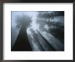 Skyward View Of Giant Sequoia Trees In The Fog by Carsten Peter Limited Edition Print