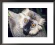 Sanfords Lemur, Adult, Dupc by David Haring Limited Edition Print