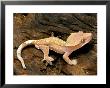 Crested Gecko by David M. Dennis Limited Edition Pricing Art Print
