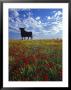 Giant Bull, Toros De Osborne, Andalucia, Spain by Gavin Hellier Limited Edition Print