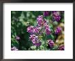 A Large Bumblebee Over A Colorful Money Plant, Also Known As Silver Dollar Flower by Stephen St. John Limited Edition Print