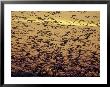 Snow Geese Flock At Dusk, Skagit Valley, Washington, Usa by William Sutton Limited Edition Print