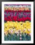 Tulip Garden In The Skagit Valley, Washington, Usa by William Sutton Limited Edition Pricing Art Print