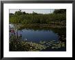 Fresh Water Pond Surrounded By Summer Foliage, Groton, Connecticut by Todd Gipstein Limited Edition Print