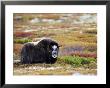 Musk Ox, Adult Female On Tundra In Autumn, Norway by Mark Hamblin Limited Edition Print