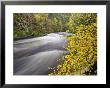 River Farrar And Silver Birch In Autumn, Scotland by Mark Hamblin Limited Edition Pricing Art Print