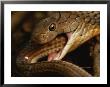 A King Cobra Swallows A Smaller Member Of Its Own Species by Mattias Klum Limited Edition Print
