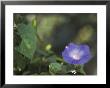 Morning Glory Blossom by Klaus Nigge Limited Edition Pricing Art Print