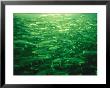 Due To High Demand, Atlantic Salmon Are Packed Too Tightly Into Pens by Paul Nicklen Limited Edition Pricing Art Print