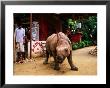 An Orphan Baby Indian Rhinoceros Standing In A Street, Royal Chitwan National Park, Sauraha, Nepal by Andrew Parkinson Limited Edition Pricing Art Print