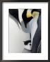 Emperor Penguin Chick And Adults, Snow Hill Island, Weddell Sea, Antarctica, Polar Regions by Thorsten Milse Limited Edition Print