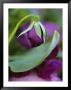 Close-Up Of Bud Opening In Spring by Nancy Rotenberg Limited Edition Print