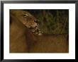 African Lioness Nuzzles Her Cub In Africa by Kim Wolhuter Limited Edition Print