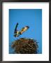 Osprey Over Nest, Muritz National Park, Germany by Norbert Rosing Limited Edition Print