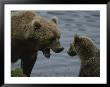 An Adult Grizzly Greets Her Young Cub by Karen Kasmauski Limited Edition Print