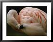 A Close View Of A Chilean Flamingo Preening Itself by Joel Sartore Limited Edition Print