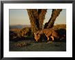 A Gray Fox In Front Of Columnar Cacti by Joel Sartore Limited Edition Print