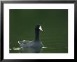 American Coot Floats On The Water by Klaus Nigge Limited Edition Print