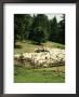 Shepherds Tending Sheep, Bucegi Mountains, Carpathian Mountains, Transylvania, Romania by Christopher Rennie Limited Edition Print