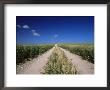 Straight Path Through Field, Hampshire, England, United Kingdom by Jean Brooks Limited Edition Pricing Art Print