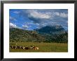 Karamojong Pastoral Land On Plains Below Mount Kadam, Uganda by Ariadne Van Zandbergen Limited Edition Print