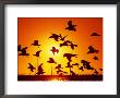 Seagulls At St. Kilda, Sunset, Melbourne, Victoria, Australia by John Banagan Limited Edition Print