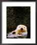 Sea Otter Floating On Its Back, Point Defiance Zoo, Tacoma, Washington by Mark Newman Limited Edition Pricing Art Print