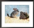 Long-Tailed Chinchilla At Play by Steimer Limited Edition Pricing Art Print