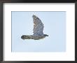 Northern Goshawk (Accipiter Gentilis) Flying, Helsinki Finland, December by Markus Varesvuo Limited Edition Print