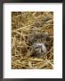 Domestic Cat, Tabby Farm Kitten Playing In Straw by Jane Burton Limited Edition Print