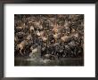 Nile Crocodile, Attacking Wildebeest, Mara River, Masai Mara, Kenya by Anup Shah Limited Edition Print